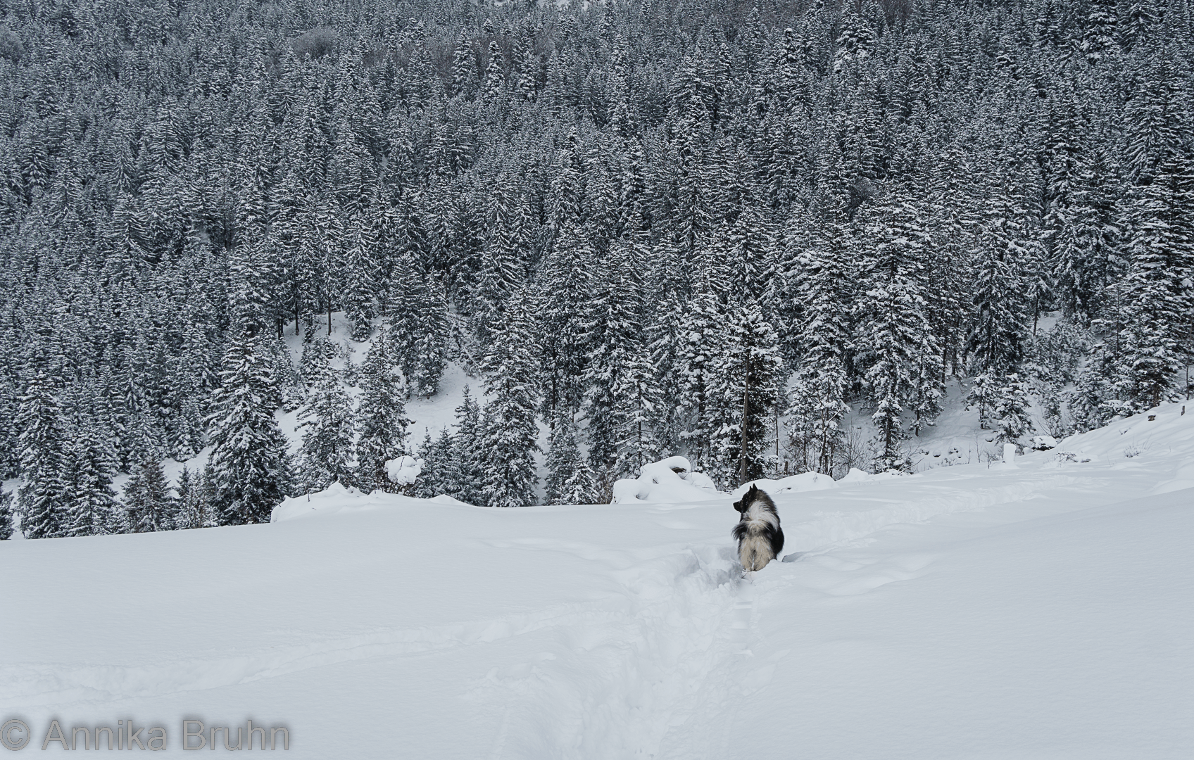 Q im Winterwunderland!
